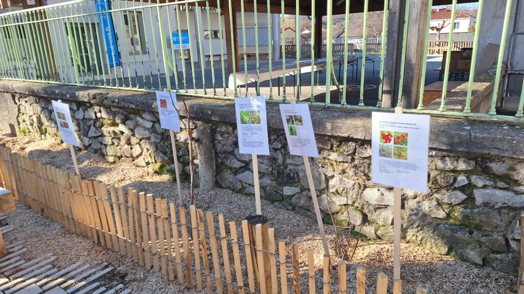 arbre fruitiers planté par les élèves